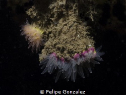 Crested Cup Coral, in Añihue Reserv
 by Felipe Gonzalez 